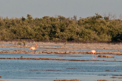 44-DSC_1503-Flamingoes.jpg