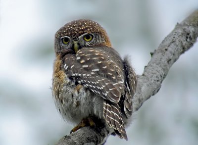 45-DSC00160-Pygmy owl.jpg