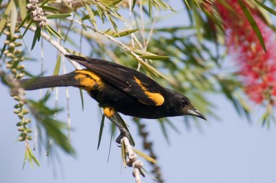 56-DSC_1548-Oriole.jpg