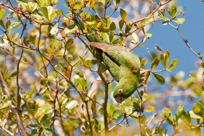 6-DSC_1361-Cuban Parakeet.jpg