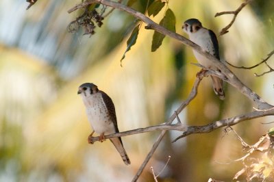 83-DSC_1626-Kestrel pair.jpg