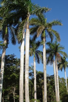89-DSC00226-Royal palms.jpg