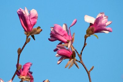 Magnolia DSC_2951-1.jpg