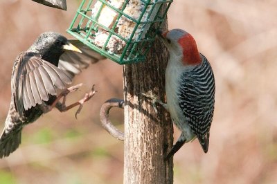 Red-b. Woodpecker, Granville Ferry DSC_3007-1.jpg