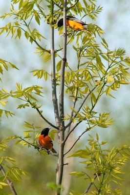 Oriole at home DSC_3828-Edit-v.jpg