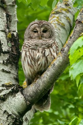Barred Owl, N.Kentville DSC_4145-Edit-2-Edit.jpg
