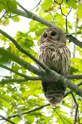 Barred Owl DSC_4126-1-2.jpg