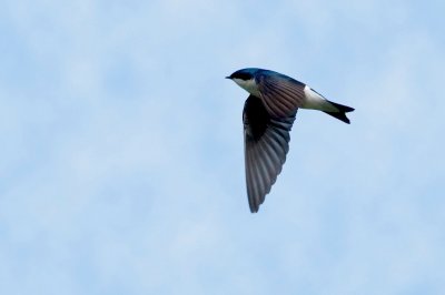 Tree Swallow in flight DSC_4313-Edit.jpg