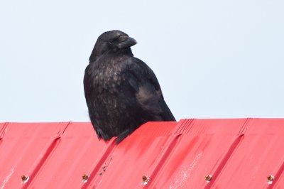 Crow on the roof DSC_4982-1.jpg