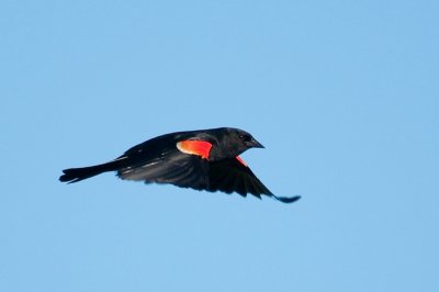 Red-winged Blackbird DSC_5007-1.jpg