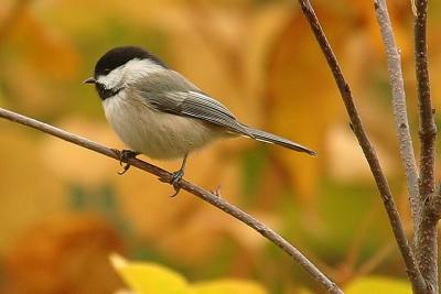 Bl-C. Chickadee, Greenwich.jpg