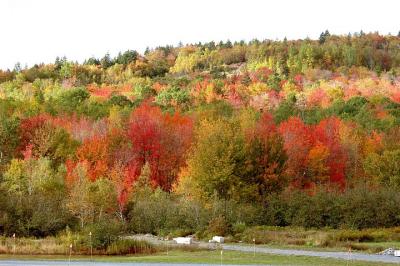 Halifax hillside.JPG