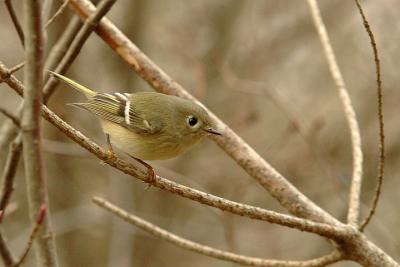 R-C Kinglet, Annap. Rl..jpg
