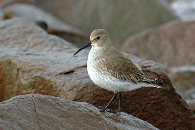 Dunlin, Grand Pre
