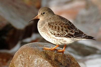 Purple Sandpiper, Grand Pre