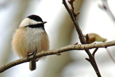 B-C Chickadee, Lr. Sackville