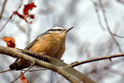 R-B Nuthatch, Lr. Sackville