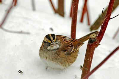 W-Thr. Sparrow, Middle Dyke