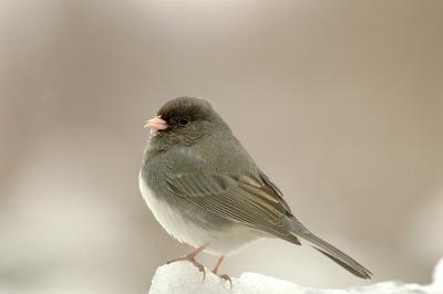 Junco, Middle Dyke