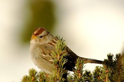 juv. Wh-Crowned Sp., Middle Dyke