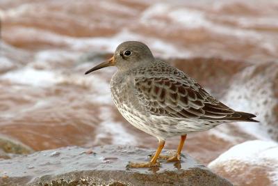 Purple Sandpiper, Grand Pre