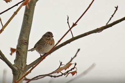 Lincoln's Sparrow, Middle Dyke