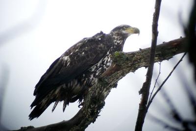 Bald Eagle, Middle dyke.jpg