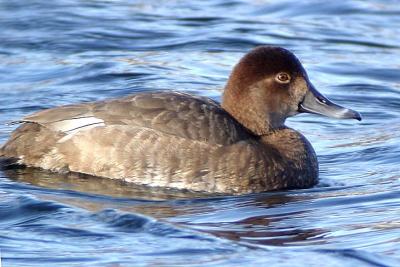 F.Redhead, Sullivans.jpg