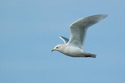 Iceland Gull.jpg