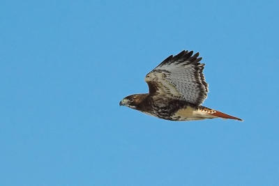 Red-t. Hawk fly-past.jpg