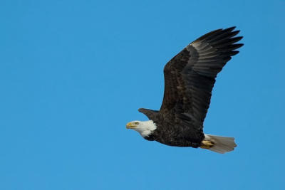 Bald eagle in flight.jpg