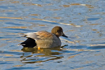 Gadwall, Sullivan's Pond.jpg