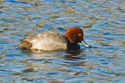 Redhead, Sullivan's.jpg