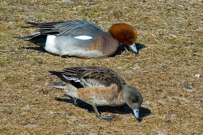 Eur. and Am. Wigeon, Dartmouth.jpg