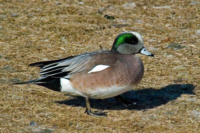 Am.Wigeon.jpg