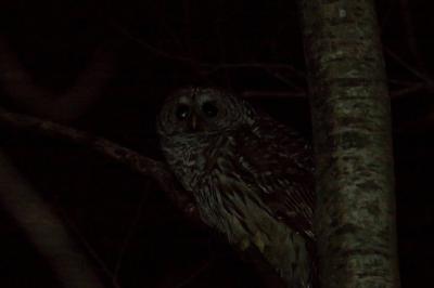 Barred Owl in the dark.jpg
