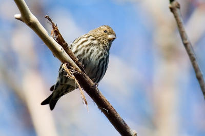 Pine Siskin, Tribune Head.jpg