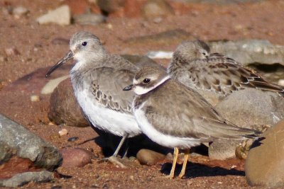 Dunlin and Semi plover