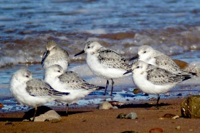 Sanderling