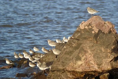 Grand Pre shorebirds