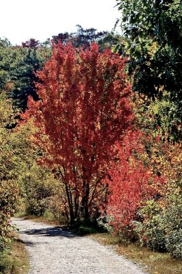 fall trees