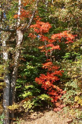 fall leaves