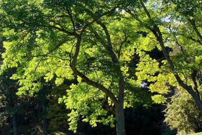 trees