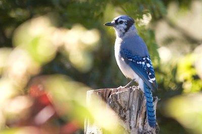 Blue jay at home
