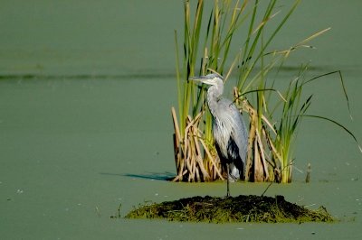 GBH
