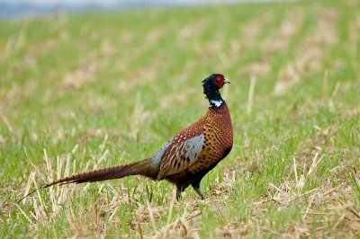 Pheasant