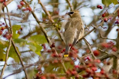 young Cedar waxwing