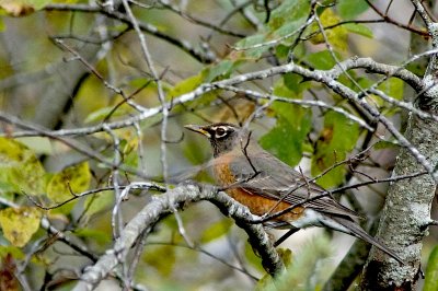 young Robin