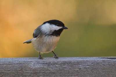 Chickadee on the deck