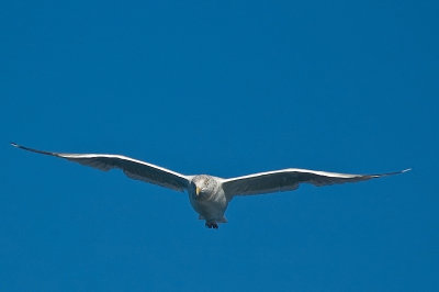 flaps down